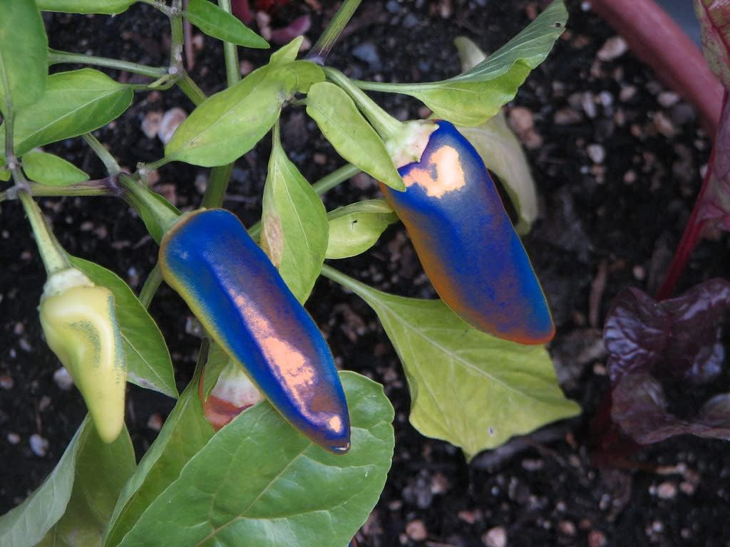 Pepper Tree Seeds for Planting - heirloom & Non-GMO Seeds