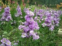 Purple & White Matthiola Incana Seeds – Elegant Flower Seeds for Planting