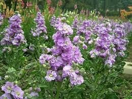 Purple & White Matthiola Incana Seeds ƒ?? Elegant Flower Seeds for Planting