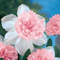 Baby Pink White Daffodil Flower Seeds for Planting – Non-GMO, Heirloom Quality