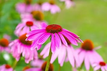 Heirloom Sonnenhut Flower Seeds for Garden Planting, Non-GMO, Coneflower Blooms for Pollinator Gardens