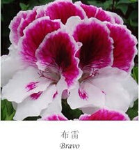 Heirloom (Heirloom scientific name) for planting in garden