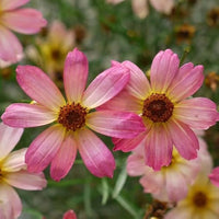Pink Coreopsis Flower Seeds – Heirloom, Non-GMO Flower Seeds for Planting for planting in your garden.