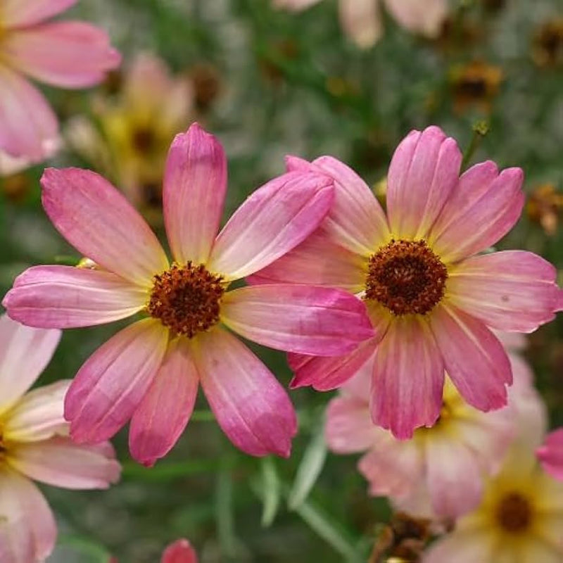 Pink Coreopsis Flower Seeds – Heirloom, Non-GMO Flower Seeds for Planting for planting in your garden.
