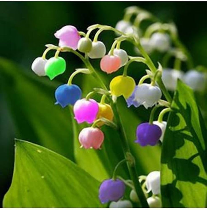 Heirloom Mixed Bell Orchid Flower Seeds ƒ?? Non-GMO Colorful Garden Blooms for Planting