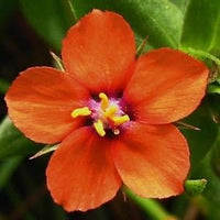 Orange Pimpernel Flower Seeds for Planting - 100 pcs