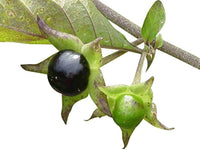 Black Belladonna Plant Seeds for Planting, NON GMO Seeds for planting in home garden