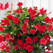 Heirloom Non-GMO Sanderi Flower Seeds for Tropical Ornamental Garden Planting