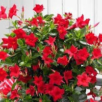 Heirloom Non-GMO Sanderi Flower Seeds for Tropical Ornamental Garden Planting