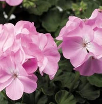 Univalve Geranium Flower Seeds in Light Pink - 100 pcs