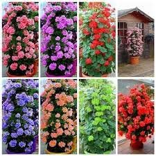 Mixed Climbing Geranium Flower Seeds for planting in home garden