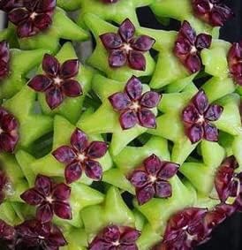 100 Pcs