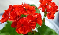 Geranio de Hojas Flower Seeds for Planting - NON GMO Seeds