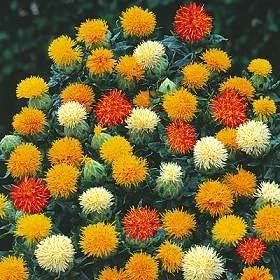 Mixed Carthamus Flower Seeds for Planting - 100 pcs