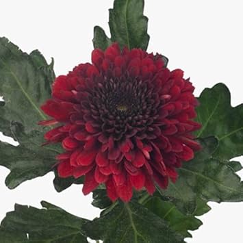 Chrysanthemum Flower Seeds Deep Red for Planting - NON GMO Seeds