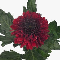 Chrysanthemum Flower Seeds Deep Red for Planting - NON GMO Seeds