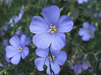 Blue Linum Lewisii Flower Seeds for Planting - 100 pcs seeds for planting in home garden
