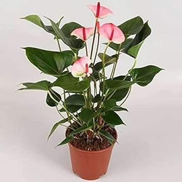 Heirloom Non-GMO Anthurium Andraeanum Flower Seeds for Planting â€“ Pink Tropical Blooms