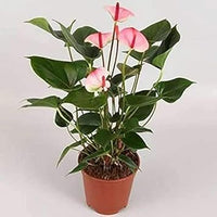 Heirloom Non-GMO Anthurium Andraeanum Flower Seeds for Planting â€“ Pink Tropical Blooms