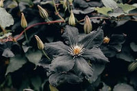 Heirloom Non-GMO Clematis Flower Seeds for Planting – Climbing Vine Garden Seeds - Non-GMO for planting in home garden