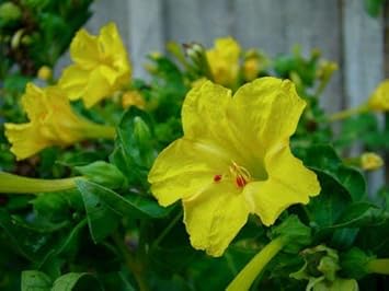 Yellow Mirabilis Flower Seeds for Planting ƒ?? Organic, Heirloom, Non-GMO Four O'Clock Seeds