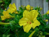 Yellow Mirabilis Flower Seeds for Planting ƒ?? Organic, Heirloom, Non-GMO Four O'Clock Seeds