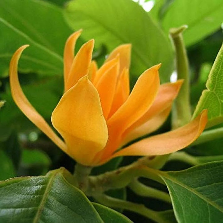 Champaca Flower Seeds for Planting - NON GMO Seeds
