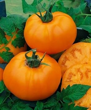 Orange Tomato Solanum lycopersicum seeds for garden planting