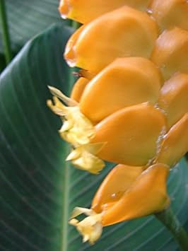 Yellow Calathea Crotalifera Plant Seeds for Planting,Heirloom & Non-GMO Seeds