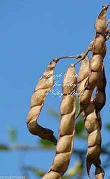 Yellow Cajanus Cajan Flower Seeds for Planting - NON GMO Seeds