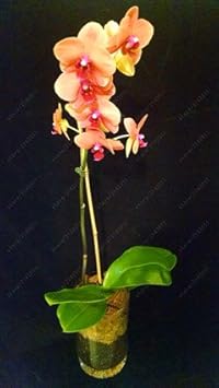 Orange Mini Orchid Flower Seeds for Planting - 100 pcs for planting in your garden.