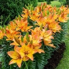 Yellow Flower Pot Seeds for Planting - NON GMO Seeds