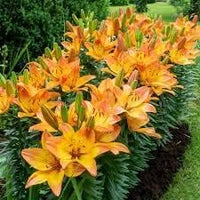 Yellow Flower Pot Seeds for Planting - NON GMO Seeds