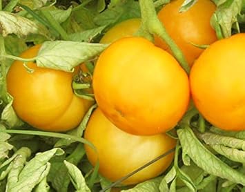 Tomato Seeds for Planting, Yellow, 100 Pcs pcs
