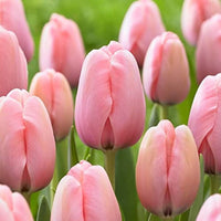 Heirloom Non-GMO Pink Tulip Flower Seeds for Planting – Elegant Spring-Blooming Garden Flowers