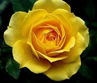 Yellow (Yellow scientific name) for planting in garden