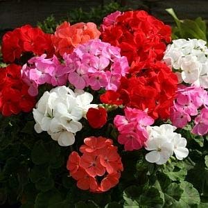 Mixed Geraniums Heirloom Non-GMO Seeds for Planting seeds for planting in home garden