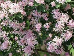 Dais Cotinifolia Flower Seeds for Planting, Heirloom, Non-GMO