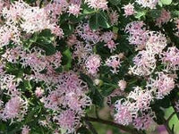 Dais Cotinifolia Flower Seeds for Planting, Heirloom, Non-GMO
