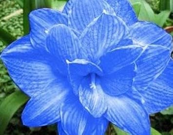 Blue Hippeastrum Flower Seeds for Planting â€“ NON GMO Seeds for planting in home garden