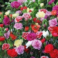Heirloom Non-GMO Dianthus Caryophyllus Flower Seeds for Planting – Blooms for Cut Gardens - Non-GMO for planting in home garden