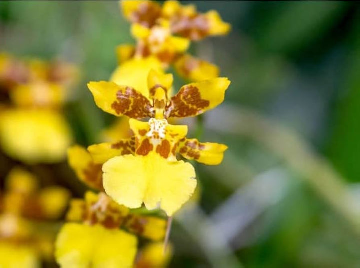 Orange Butterfly Orchid Flower Seeds for Planting - 100 pcs