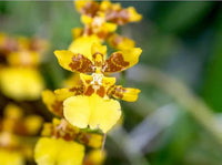 Orange Butterfly Orchid Flower Seeds for Planting - 100 pcs