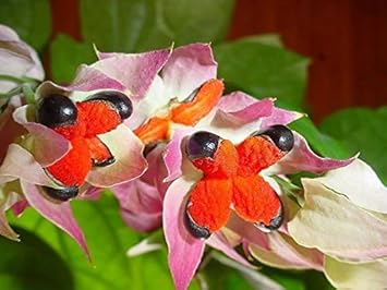 Flower (Flower scientific name) for planting in garden