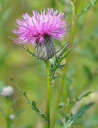 Cirsium Muticum Flower Seeds – Heirloom Non-GMO Seeds for Pollinator-Friendly Wildflower Garden Planting