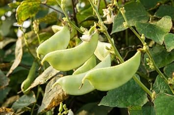 Dolichos Beans Seeds for Planting - 10 pcs