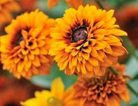 Orange Cherokee Flower Seeds for Planting, NON GMO Seeds