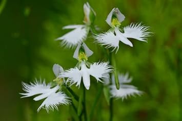 Heron Orchid Flower Seeds for Planting - 100 pcs