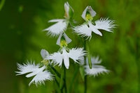 Heron Orchid Flower Seeds for Planting - 100 pcs