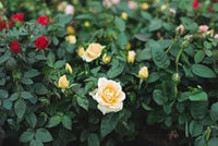 White Yellow Rose Plant Seeds for Planting Non-GMO Heirloom Garden Seeds for Growing Beautiful Flowers